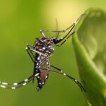 Aedes_aegypti-1024x682