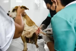 atencao-tutores-castracao-gratuita-pets