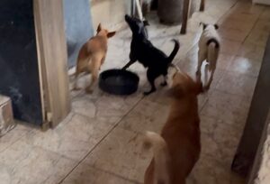 WhatsApp Image 2026-02-05 at 08.58.28