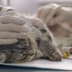 Inova-Veteriaria-castracao-de-gatos-sedacao-clinica-cirurgia-Autores-GS2-Marketing-Freepik-1024x569