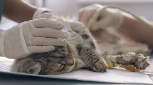 Inova-Veteriaria-castracao-de-gatos-sedacao-clinica-cirurgia-Autores-GS2-Marketing-Freepik-1024x569