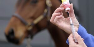 A-importância-de-vacinar-seu-cavalo-–-parte-1